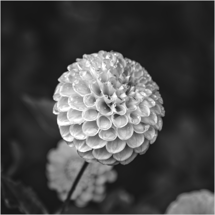 Black and white flower with water droplets on a blurred background