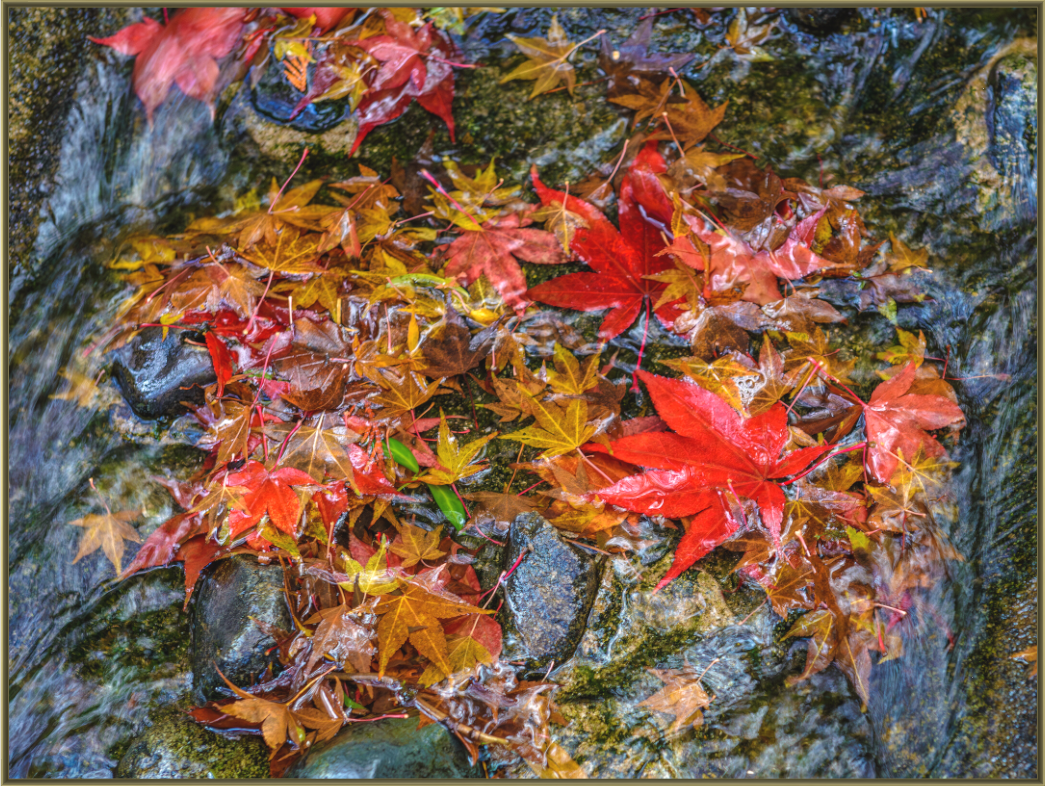 Fallen — Maple leaves at peak autumn colour swept across wet stone at Butchart Gardens, Vancouver Island | Richard H Knight