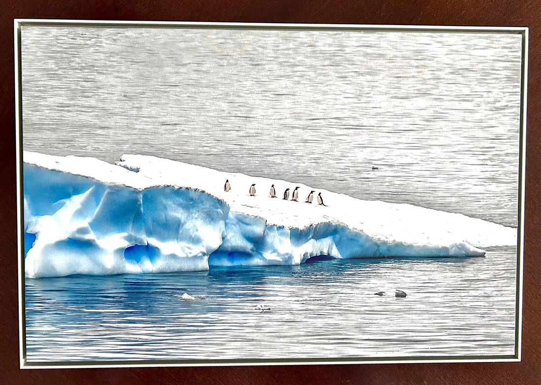 Passengers — framed Antarctic penguin fine art photograph by Richard H Knight