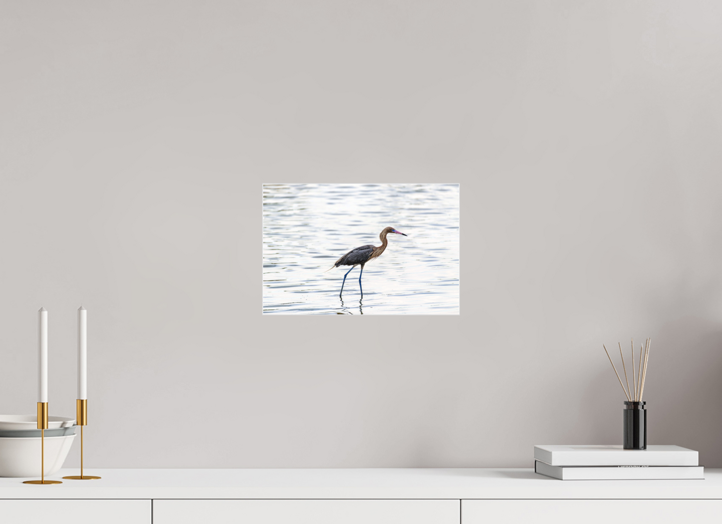 Reddish Egret-Framed Color Print Under Acrylic by Richard H Knight