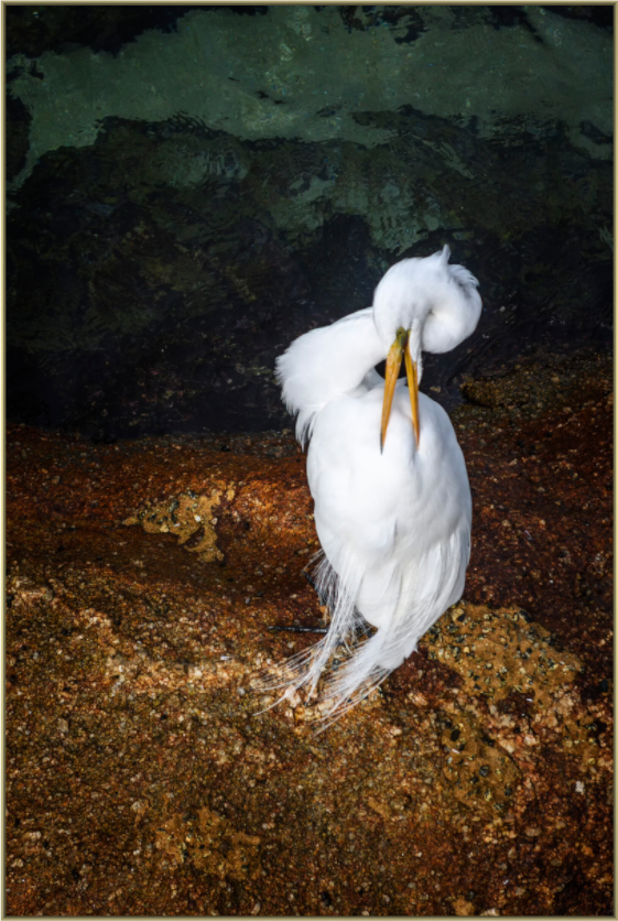 Main image Housekeeping — Framed Great White Egret Fine Art Photography Print | Richard H Knight