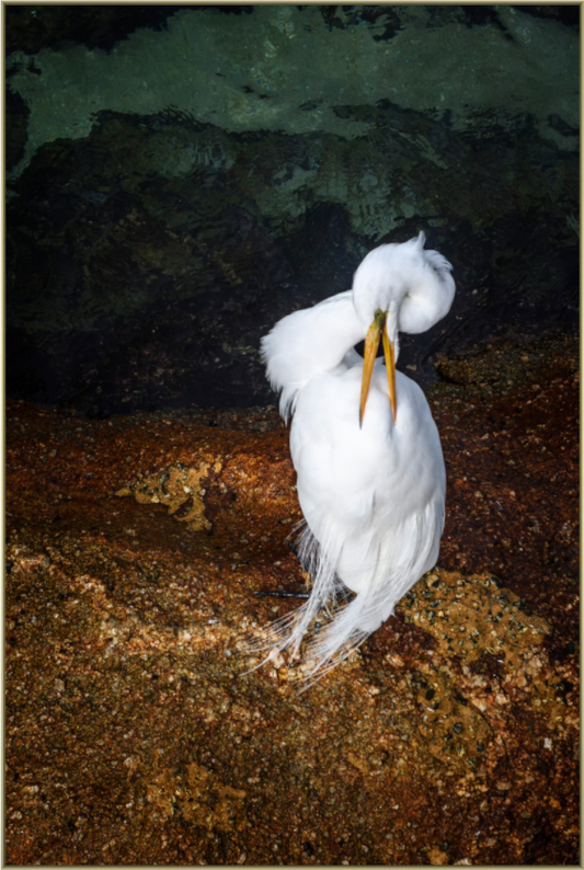 Main image Housekeeping — Framed Great White Egret Fine Art Photography Print | Richard H Knight