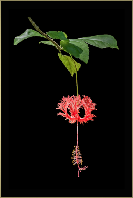 Main image Nature’s Ornament — Framed Japanese Lantern Hibiscus Fine Art Photography Print | Richard H Knight