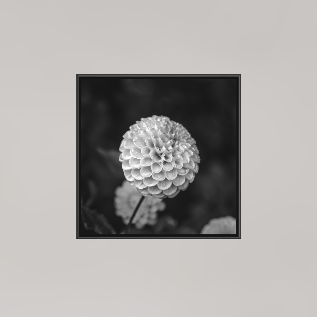 Echoes of Rain, 8×8″ — B&W Print under Acrylic on Metal in a black Art Box Frame | Richard H Knight
