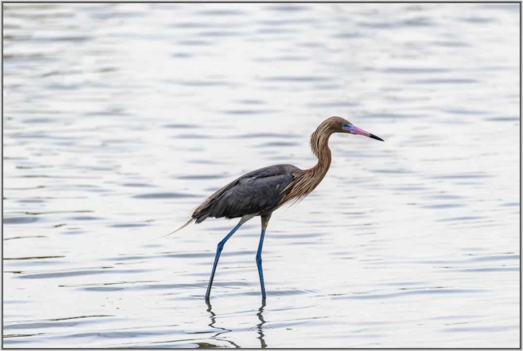 Main image Wading — Framed Reddish Egret Fine Art Photography Print | Richard H Knight