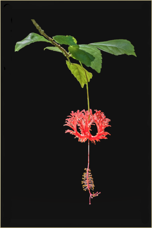 Main image Nature's Ornament-Framed Color Print by Richard H Knight