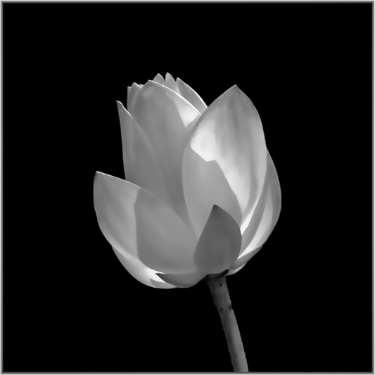 Black and white photograph of a lily against a black background