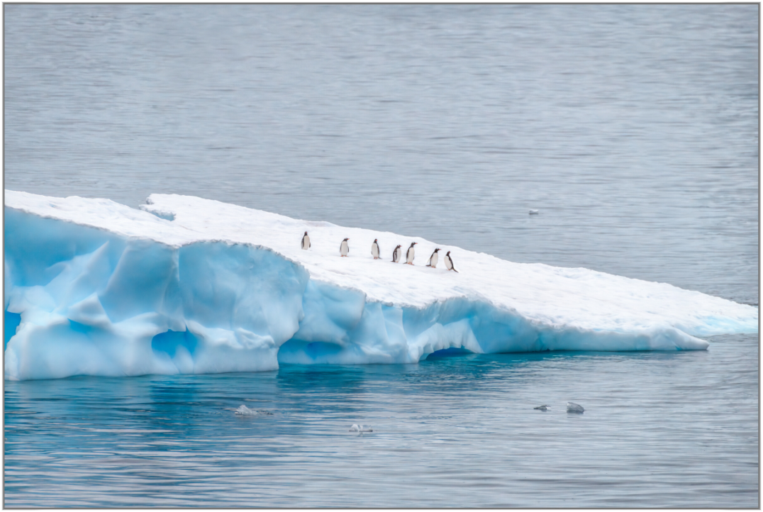Main image Passengers — Framed Antarctic Penguin Fine Art Photography Print | Richard H Knight