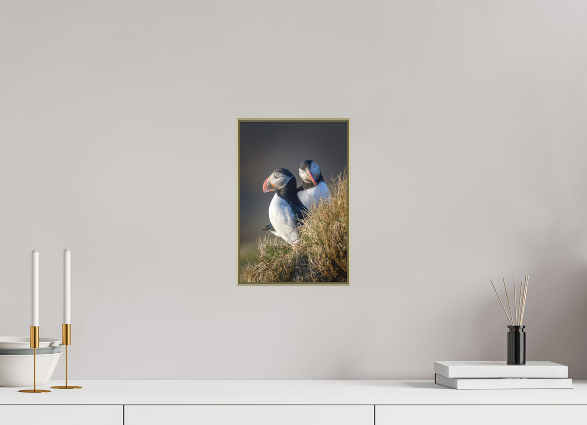 8 x 12″, Au Art Box|Color|Matte Acrylic Vigilance — Framed Atlantic Puffin Fine Art Photography Print | Richard H Knight