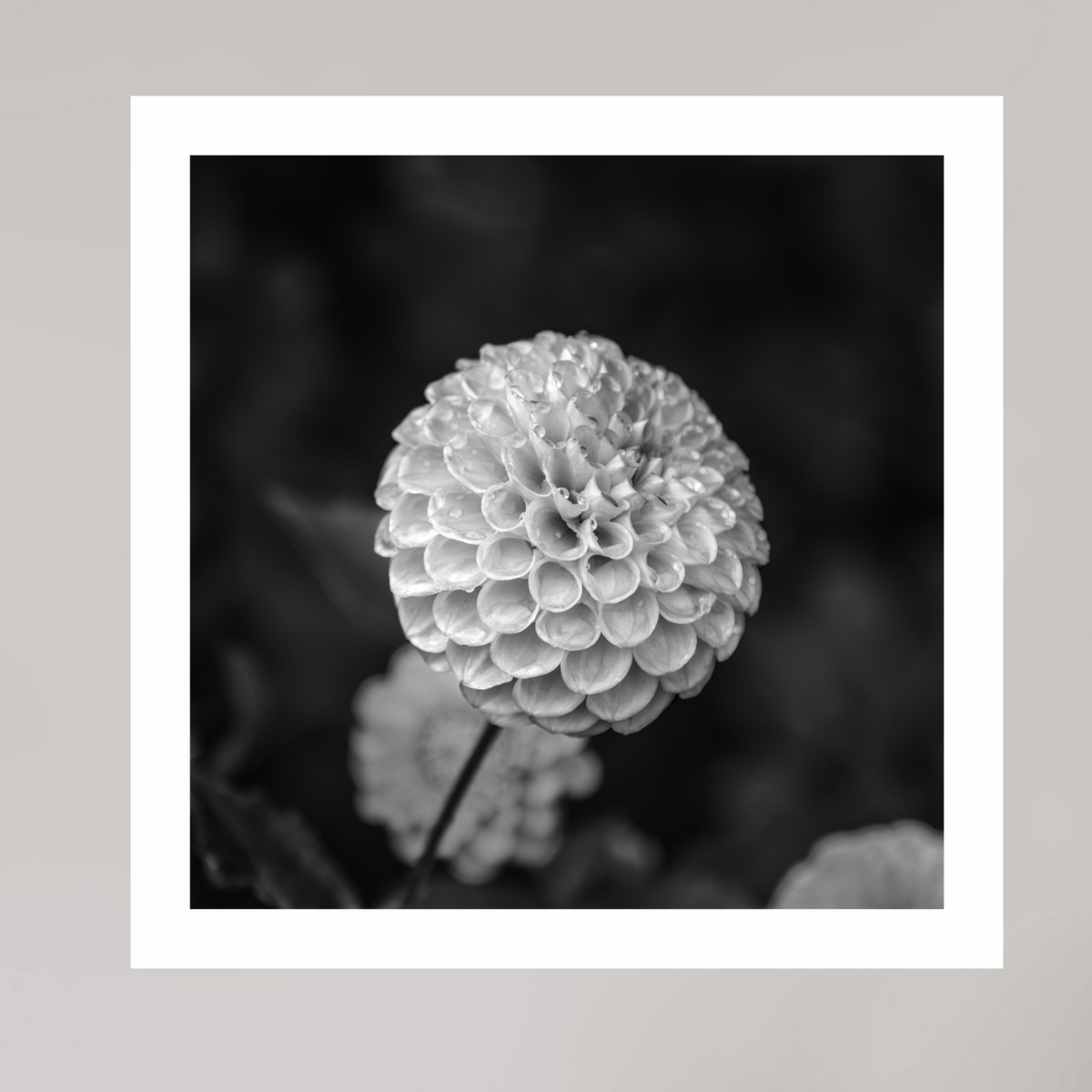 Echoes of Rain, 15×15″ — Unframed B&W print on Ilford Baryta Paper with a white border | Richard H Knight