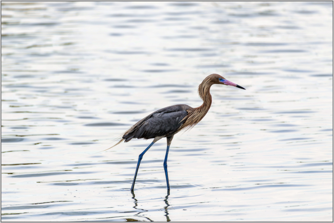 Bird standing in water with a blurred background