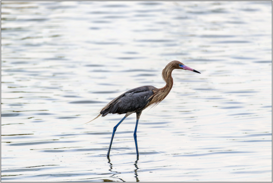 Bird standing in water with a blurred background