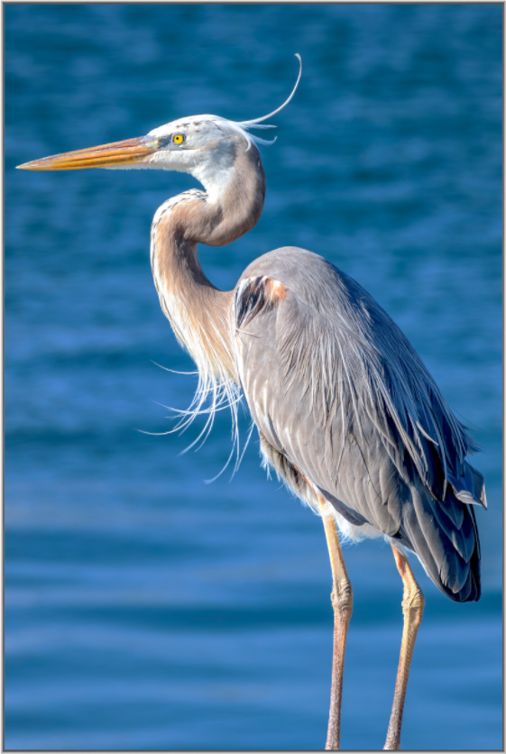 Main image Patience — Framed Great Blue Heron Fine Art Photography Print | Richard H Knight