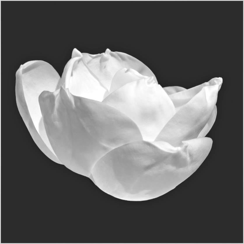 Black and white magnolia blossom on a black background