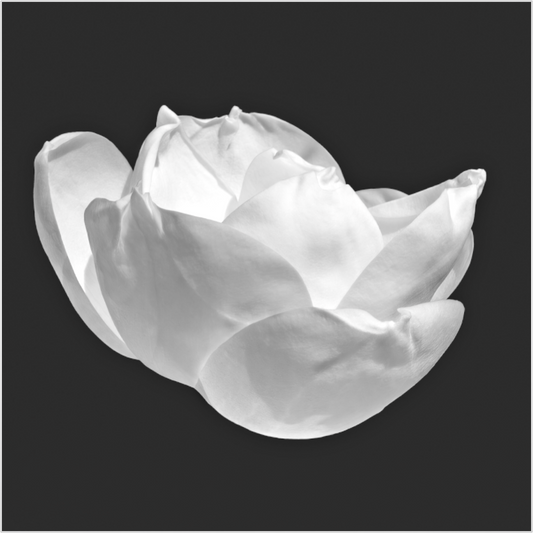 Black and white magnolia blossom on a black background