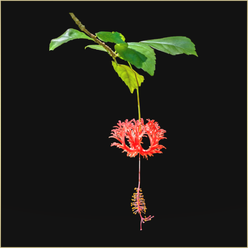 Main image Nature's Ornament-Framed Color Print by Richard H Knight