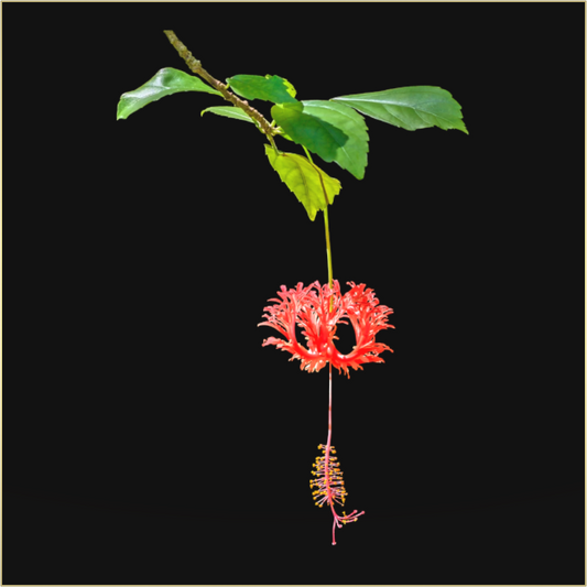 Main image Nature's Ornament-Framed Color Print by Richard H Knight