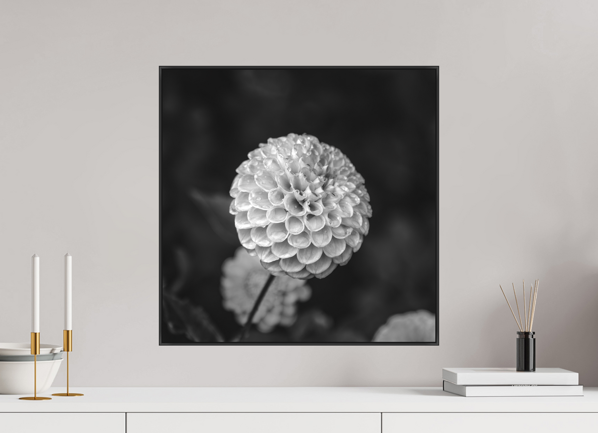 20 x 20″, Blk Art Box|B&W|Matte Acrylic Echoes of Rain — Framed Black & White Dahlia Fine Art Photography Print | Richard H Knight
