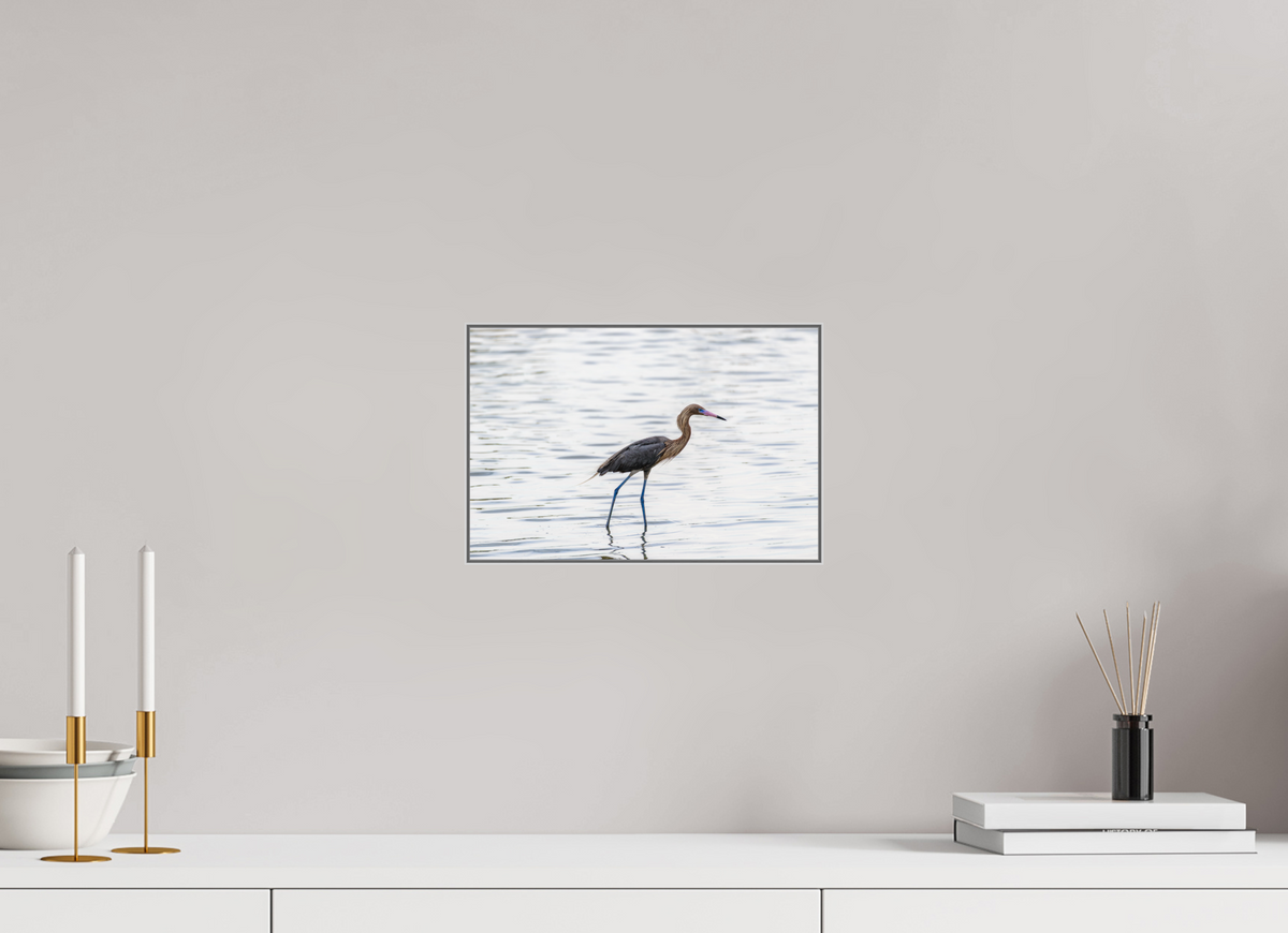 12 x 8″, Framed Giclée Print on Metal Wading — Framed Reddish Egret Fine Art Photography Print | Richard H Knight