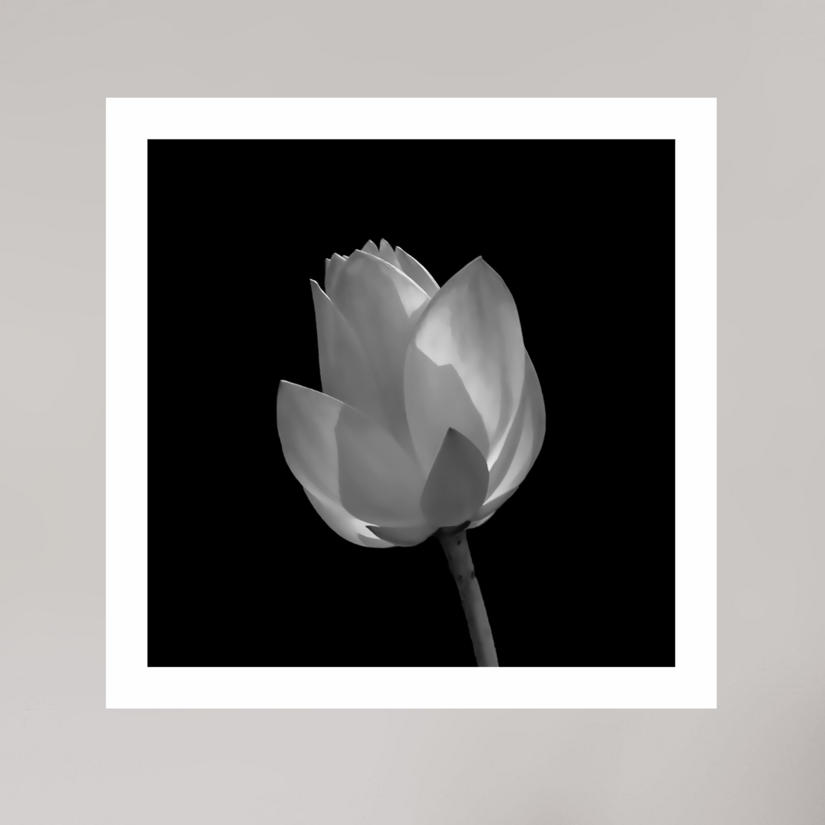 Art Study, 15×15″ — Unframed B&W print on Ilford Baryta Paper with a white border | Richard H Knight