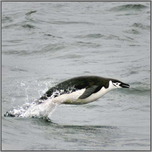 Main image Flying Solo - Framed Chinstrap Penguin Fine Art Photography Print | Richard H Knight