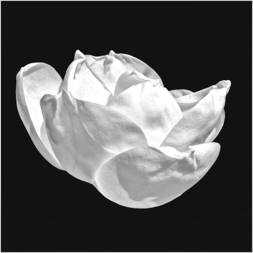 White magnolia blossom on a black background