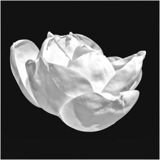 White magnolia blossom on a black background
