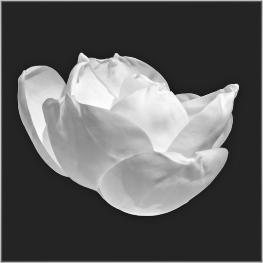Black and white image of a magnolia blossom on a dark background