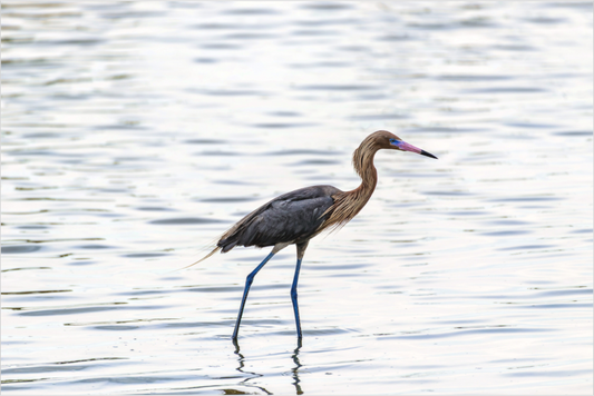 Reddish Egret-Framed Color Print Under Acrylic by Richard H Knight