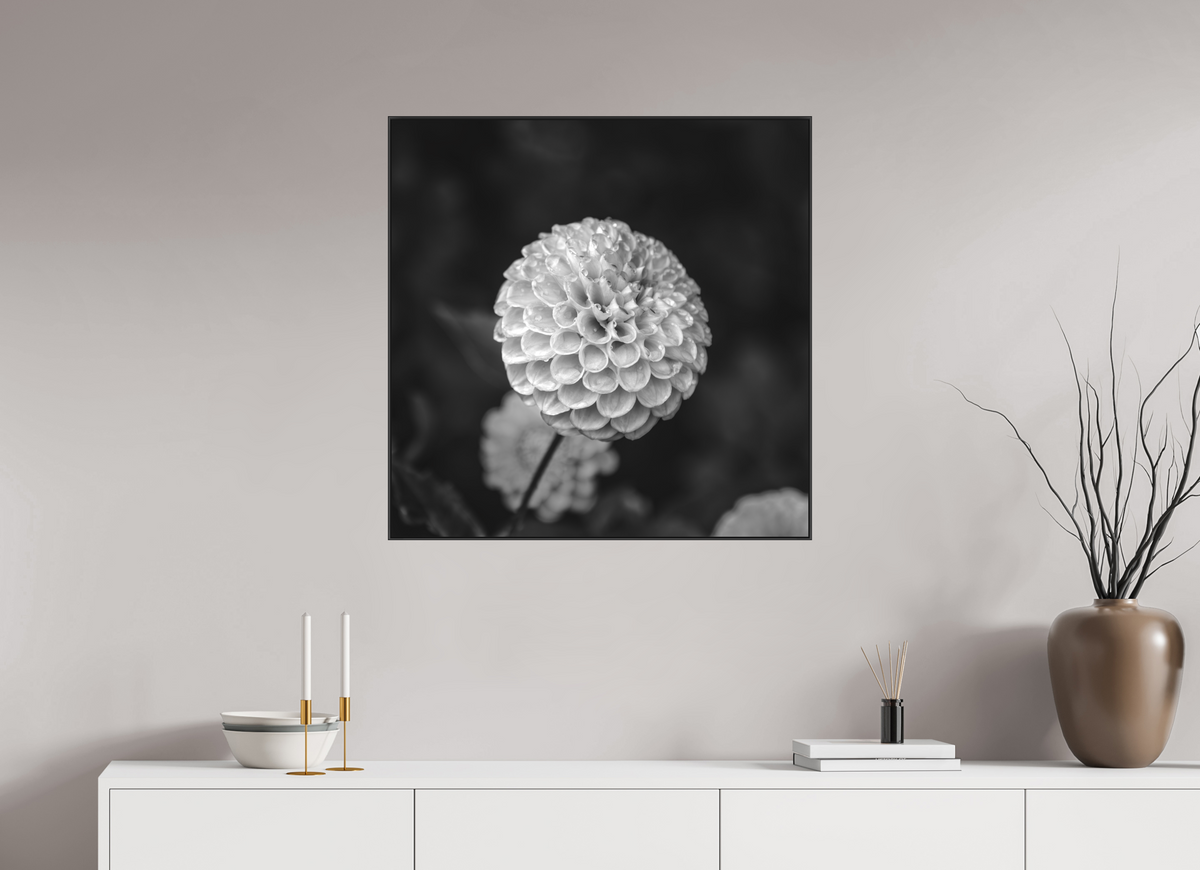 30 x 30″, Blk Art Box|B&W|Matte Acrylic Echoes of Rain — Framed Black & White Dahlia Fine Art Photography Print | Richard H Knight