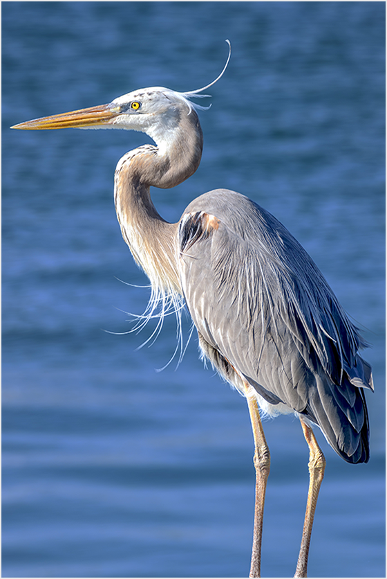 Blue Heron portrait by Richard H Knight