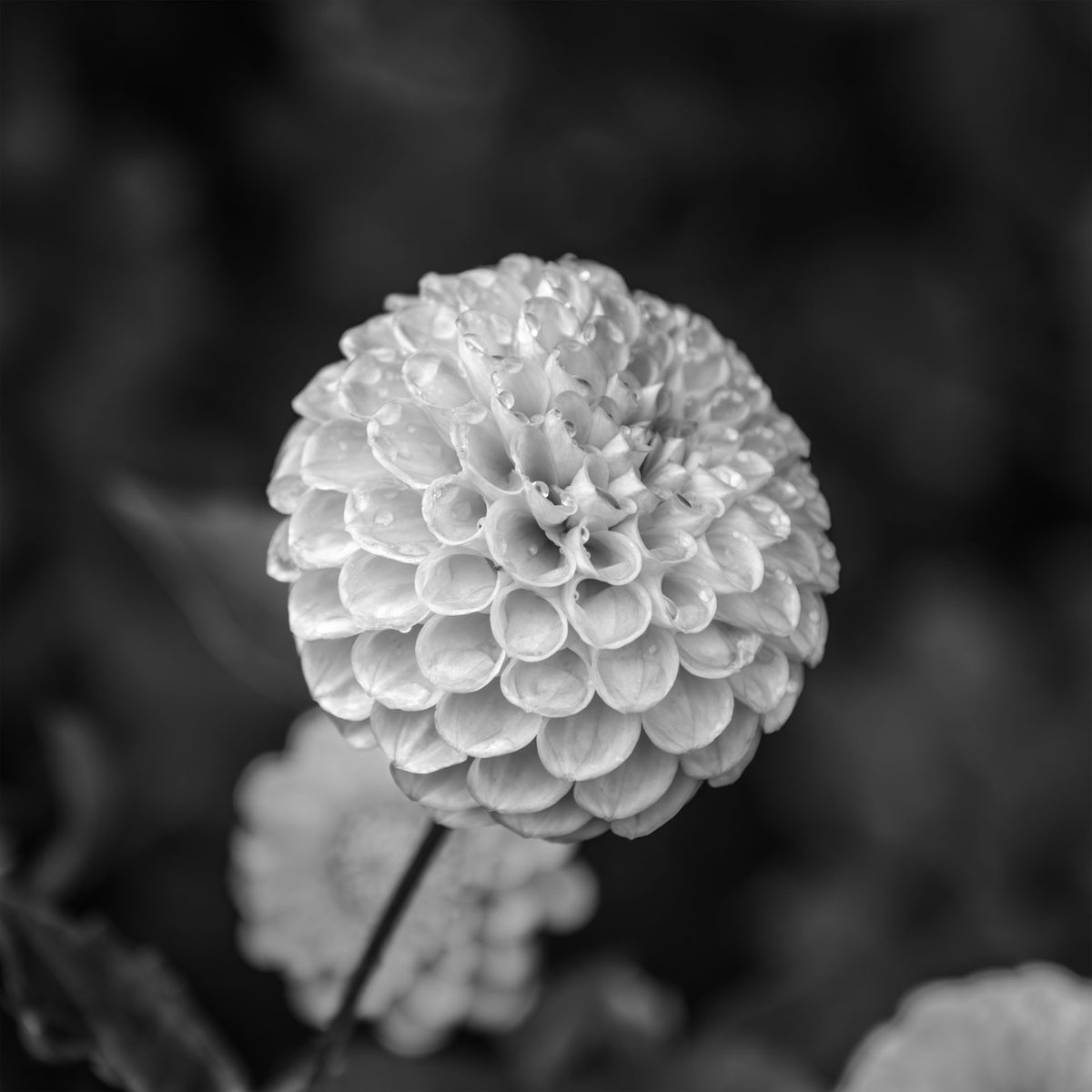 Echoes of Rain — Dahlia with raindrops on layered petals against a dark, softly blurred garden background, black-and-white fine art photography print by Richard H Knight