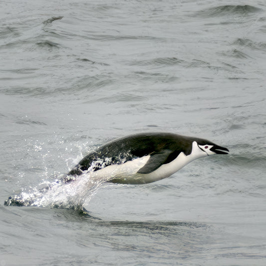Flying Solo — Chinstrap penguin leaping from gray Antarctic waters with spray trailing behind, color fine art photography print by Richard H Knight