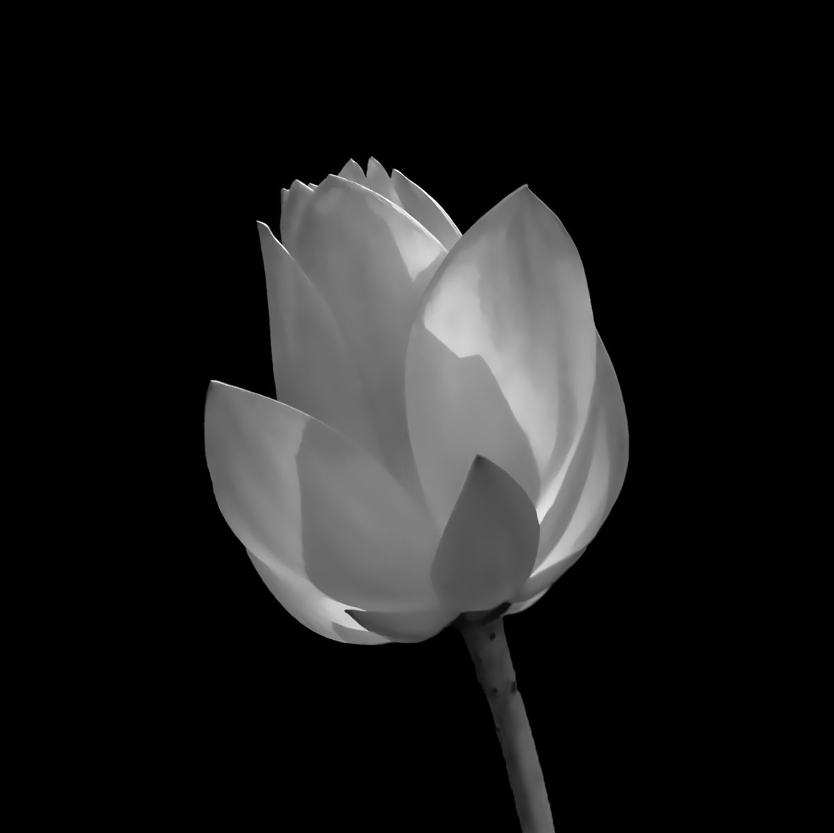 Art Study — Lily with softly illuminated, overlapping petals on a slender stem against a black background, black-and-white fine art photography print by Richard H Knight