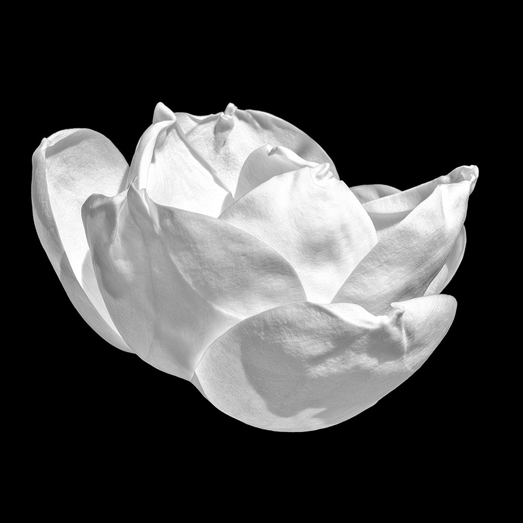 Natural Curves — Magnolia blossom with broad, overlapping petals softly illuminated against a black background, black-and-white fine art photography print by Richard H Knight