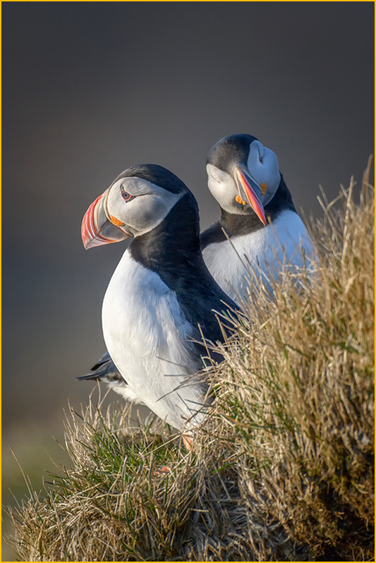 Two puffins standing on a grassy cliffside with a blurred background