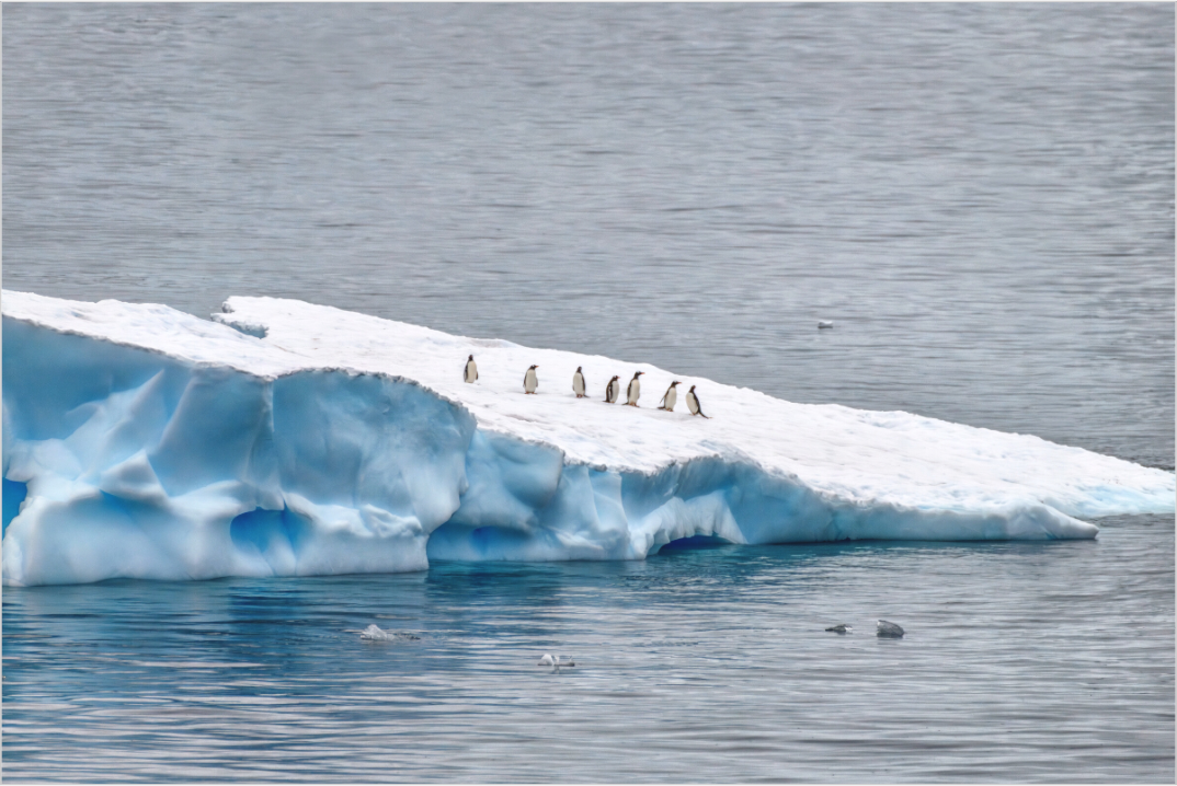 Antarctic Penguin Procession gallery-quality fine art photography print by Richard H Knight — Gentoo penguins on a blue iceberg.
