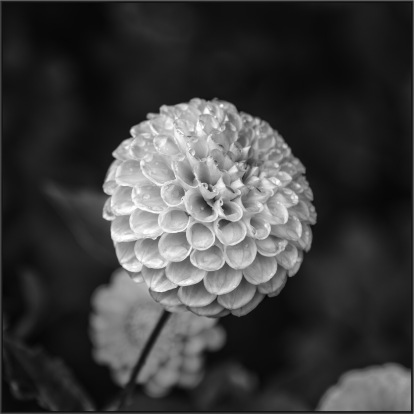 Main image Echoes of Rain — Framed Black & White Dahlia Fine Art Photography Print | Richard H Knight