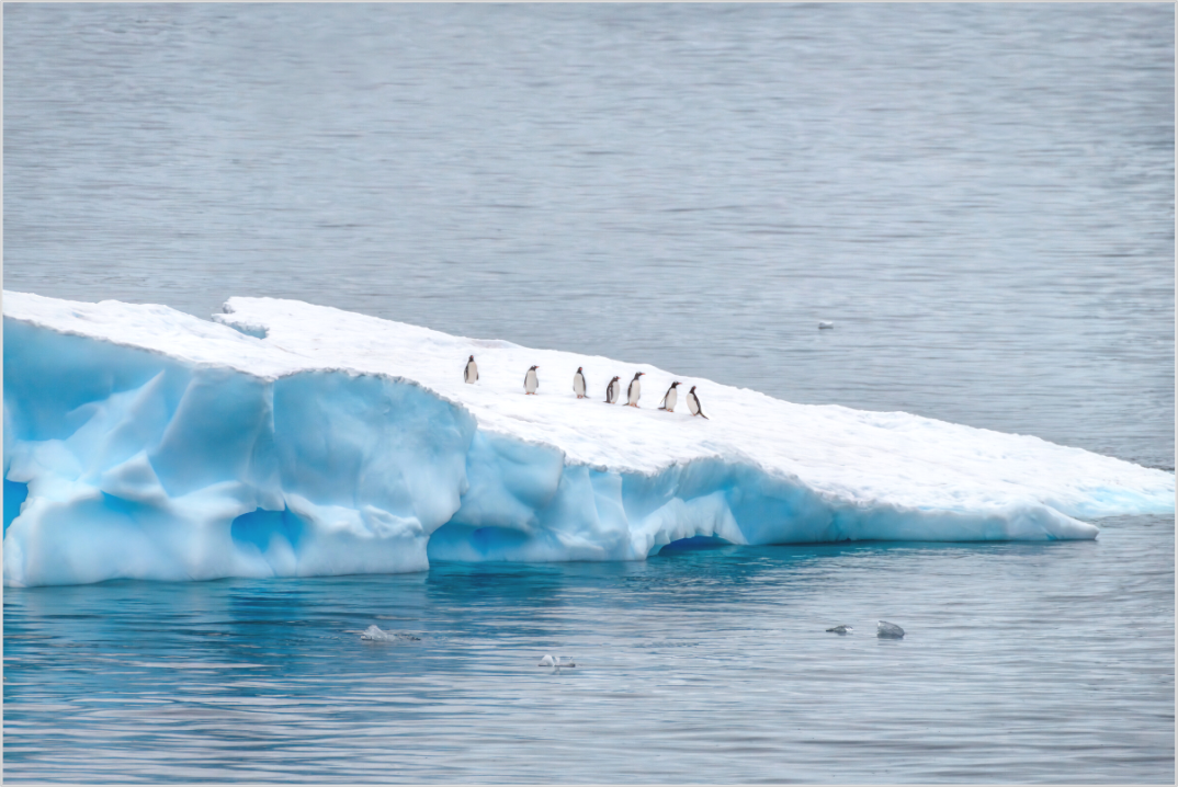 Main image Passengers — Framed Antarctic Penguin Fine Art Photography Print | Richard H Knight