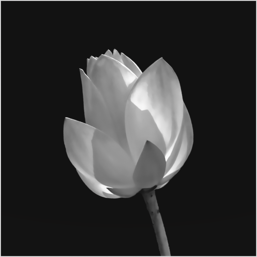 Black and white photograph of a lily against a black background