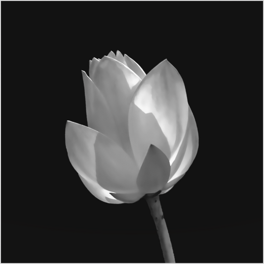 Black and white photograph of a lily against a black background