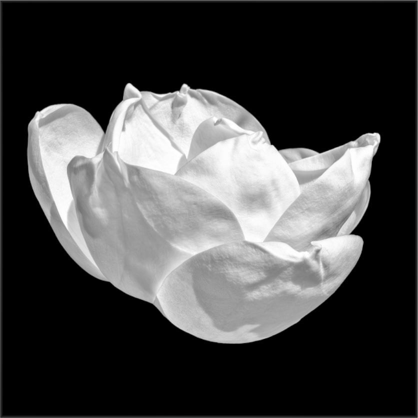 Main image Natural Curves — Framed Black & White Magnolia Fine Art Photography Print | Richard H Knight