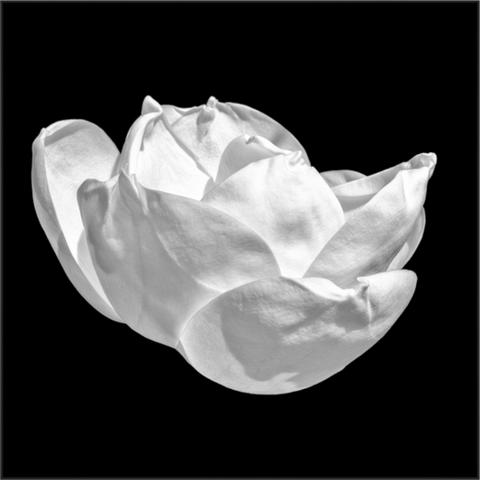 Main image Natural Curves — Framed Black & White Magnolia Fine Art Photography Print | Richard H Knight