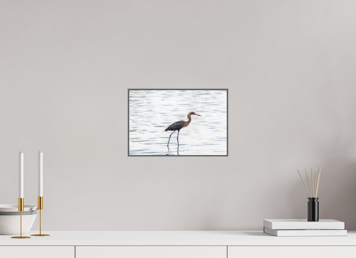12 x 8″, Ag Art Box|Color|Matte Acrylic Wading — Framed Reddish Egret Fine Art Photography Print | Richard H Knight