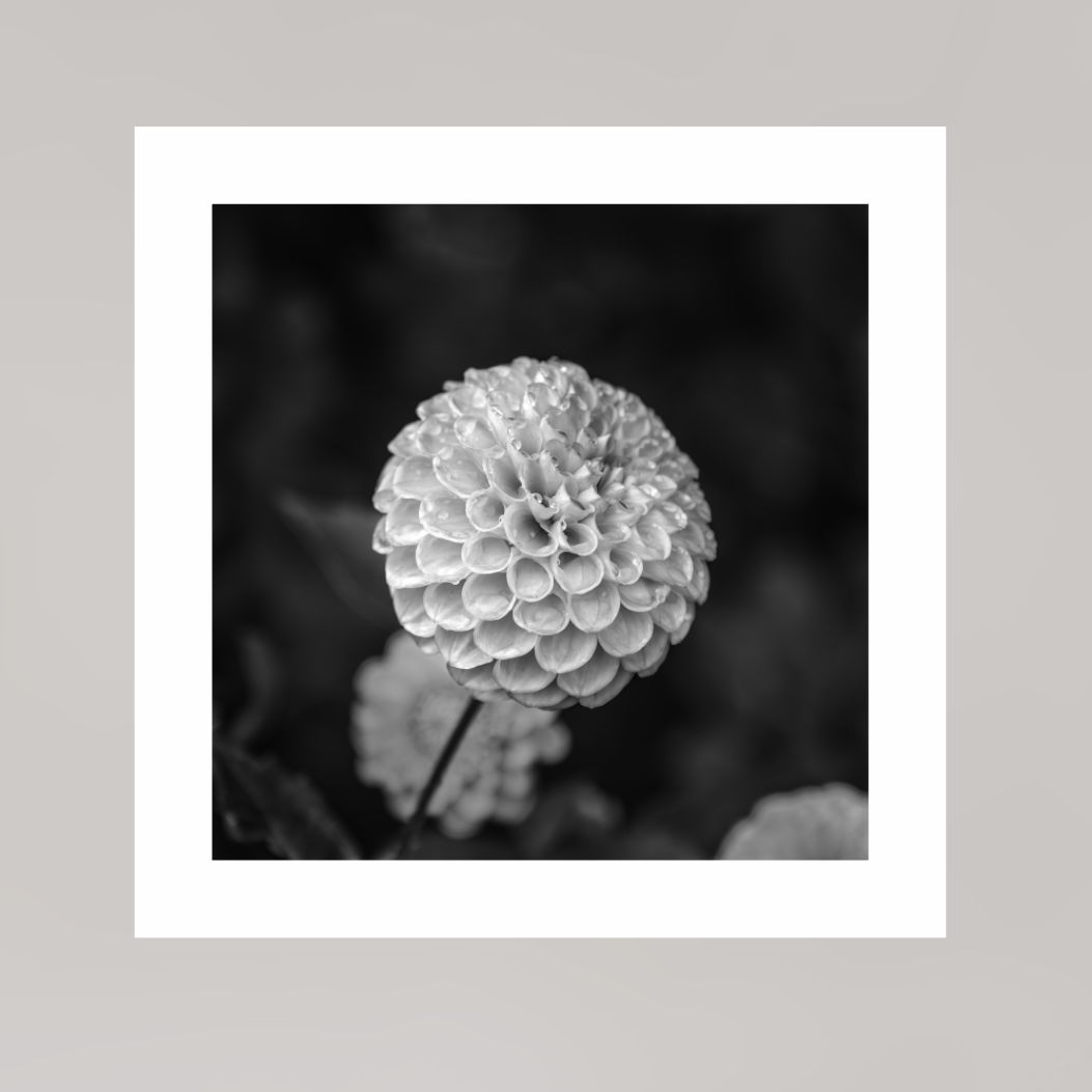 Echoes of Rain, 10×10″ — Unframed B&W print on Ilford Baryta Paper with a white border | Richard H Knight