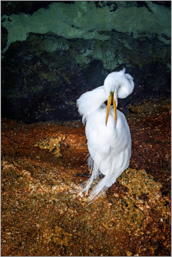 A great egret standing on a rocky surface while preening itself.