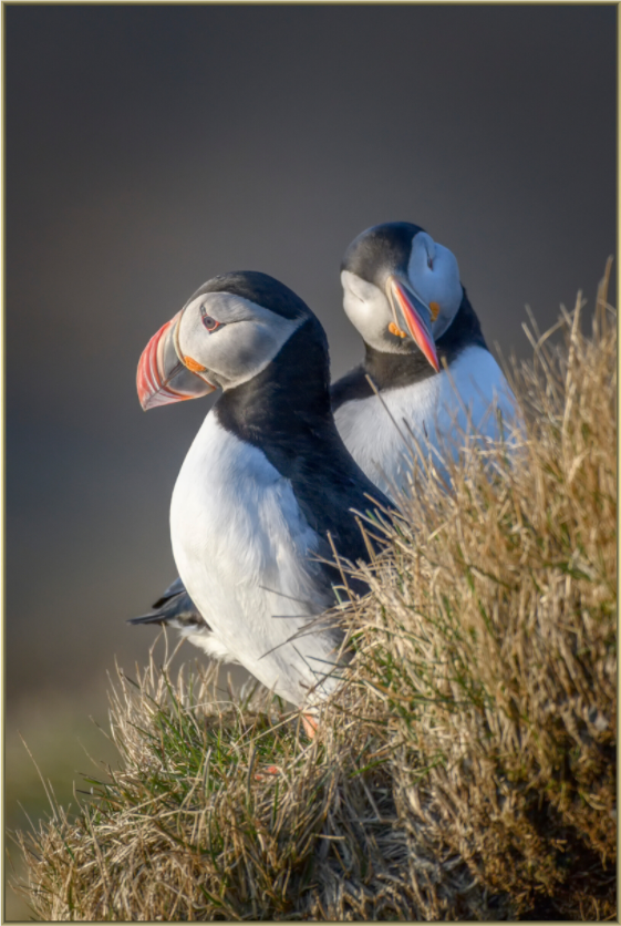Main image Vigilance — Framed Atlantic Puffin Fine Art Photography Print | Richard H Knight