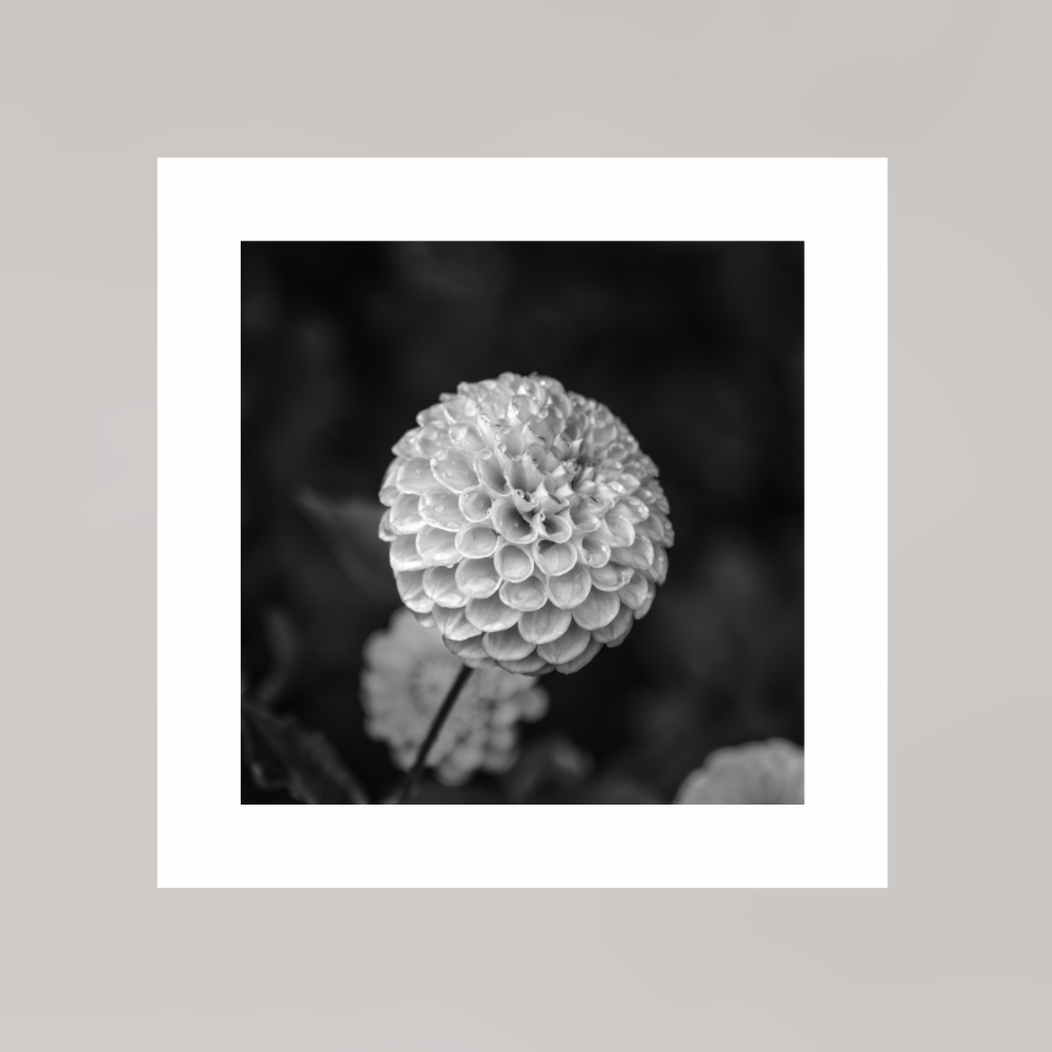 Echoes of Rain, 8×8″ — Unframed B&W print on Ilford Baryta Paper with a white border | Richard H Knight
